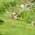 greenwoodthumb2